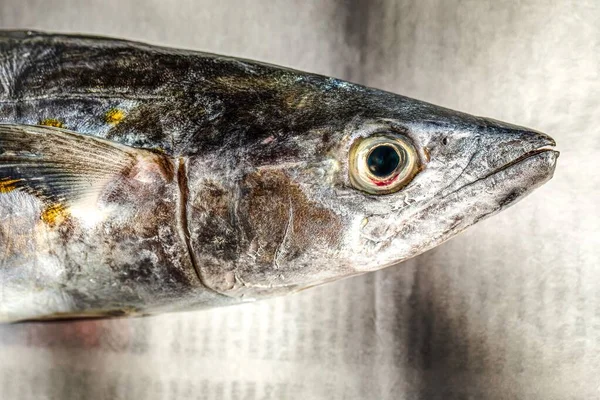 Närbild Spansk Makrill Scomberomorini Siare Fisk Tidning Stilleben — Stockfoto