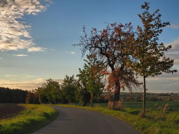 日の出の緑の野原のアスファルトの道に沿った緑の木の列 — ストック写真