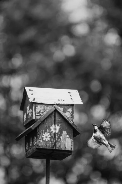 Tahta Bir Kuş Evinin Yanında Uçan Sevimli Serçenin Dikey Gri — Stok fotoğraf
