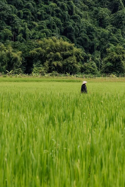 鬱蒼とした森の前の緑の田んぼを歩くベトナム人農家の垂直ショット — ストック写真