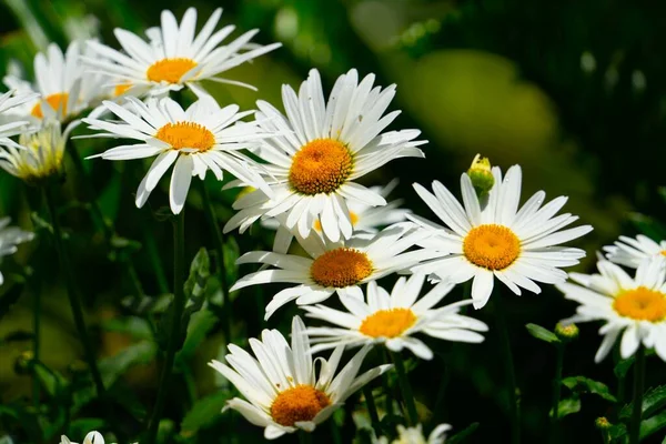 Zbliżenie Zdjęcie Wspólnych Stokrotek Kwiaty Bellis Perennis — Zdjęcie stockowe
