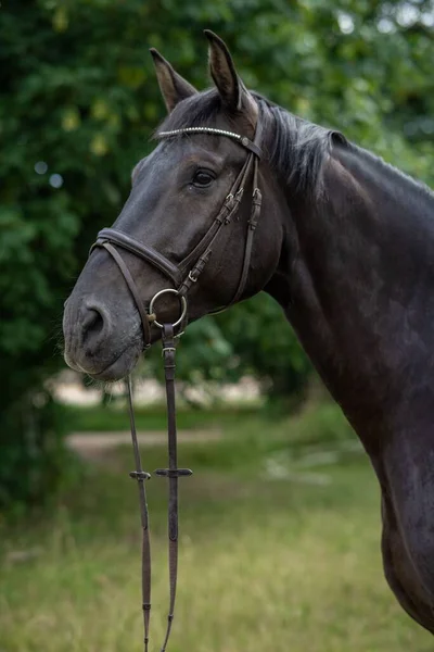 Ένα Επιλεκτικό Καλλιτεχνικό Άλογο Χαλινάρι — Φωτογραφία Αρχείου
