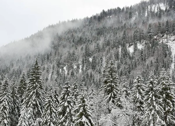 Belo Tiro Uma Colina Arborizada Durante Inverno — Fotografia de Stock