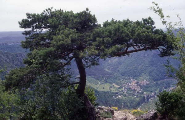 Uma Bela Paisagem Árvore Uma Montanha Paisagem Monte Verde Fundo — Fotografia de Stock