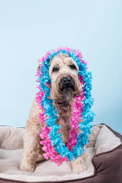 Closeup portrait of Soft-coated Wheaten Terrier in tropical blue and pink necklaces sitting on fluffy dog bed