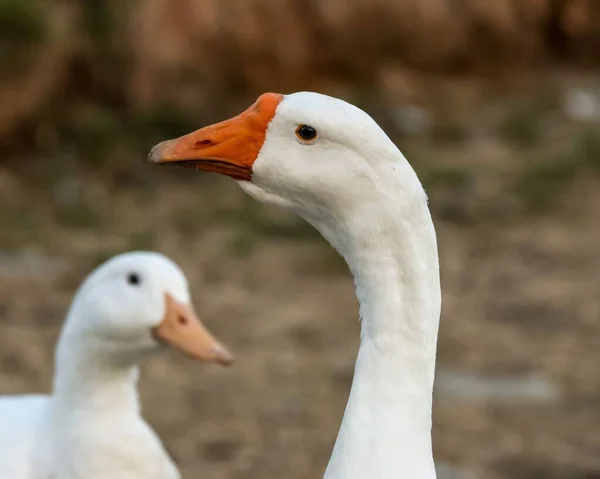Closeup Beautiful White Geese Field Blurred Background — Stock Photo, Image