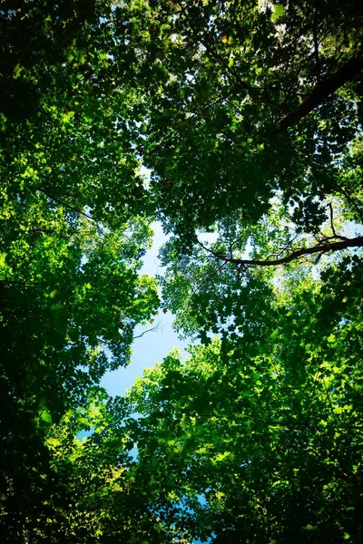 Ángulo Bajo Árboles Verdes Día Soleado — Foto de Stock