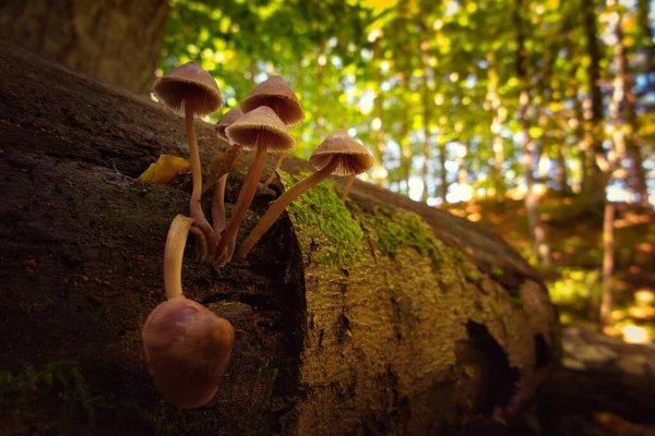 의나무 줄기에 미케나 버섯의 — 스톡 사진