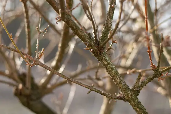 Eine Nahaufnahme Von Ästen Eines Baumes Winter — Stockfoto