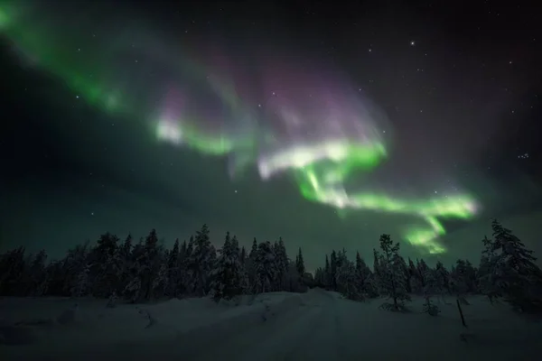 Aurora Polar Ilumina Céu Estrelado Floresta Abetos Nevados Kolari Lapônia — Fotografia de Stock