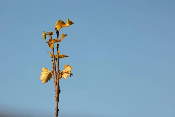 Крупный План Нескольких Желтых Листьев Голой Ветке Дерева Против Голубого — стоковое фото
