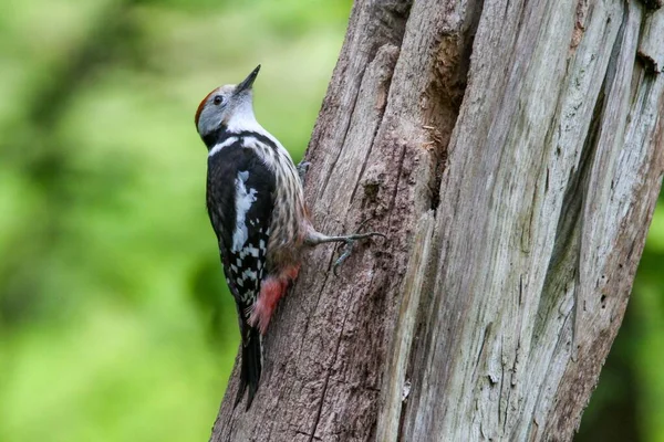 Closeup Cute Bird Perched Tree Trunk Blur Background — Stock Photo, Image
