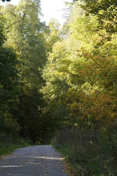 Ein Malerischer Blick Auf Eine Straße Wald Umgeben Von Grüner — Stockfoto