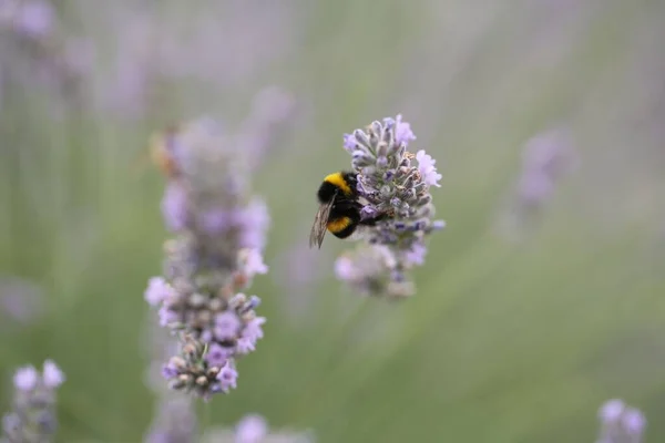 Вибірковий Фокус Бджолиного Запилення Квітів Лаванди Полі — стокове фото