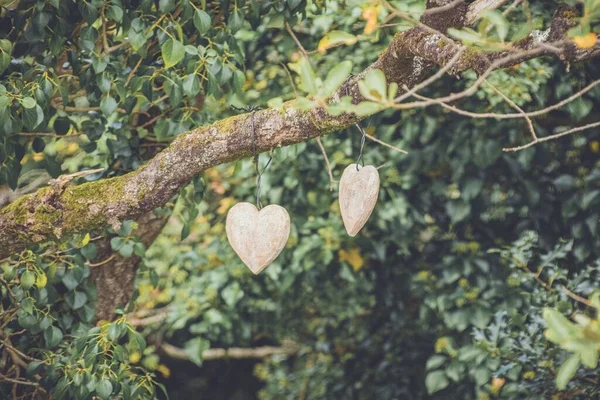 Closeup Hanging Hearts Tree Branch — Stock Photo, Image