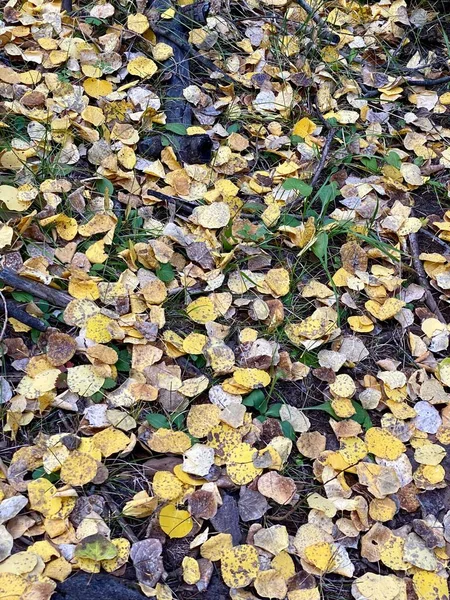 Вертикальный Снимок Упавших Жёлтых Листьев Земле Лесу — стоковое фото