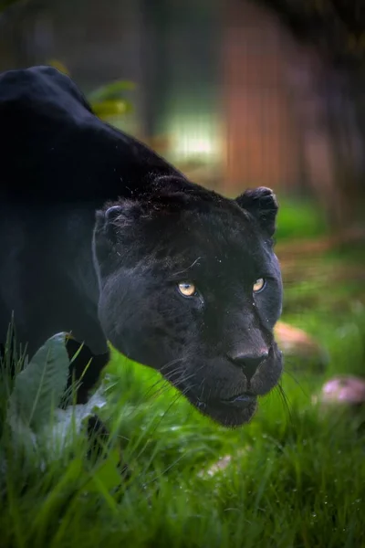 Eine Vertikale Nahaufnahme Eines Schwarzen Panthers Mit Leuchtenden Augen Auf — Stockfoto