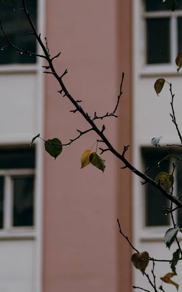 Sonbahar Yapraklı Islak Bir Ağaç Dalının Seçici Odak Noktası — Stok fotoğraf