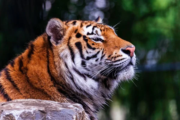 Primer Plano Tigre Siberiano Zoológico Bajo Luz Del Sol Con —  Fotos de Stock