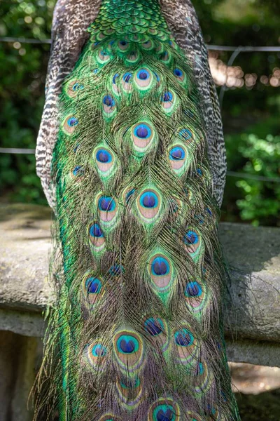 Closeup Shot Feather Large Colorful Peacock Garden — Stock Photo, Image