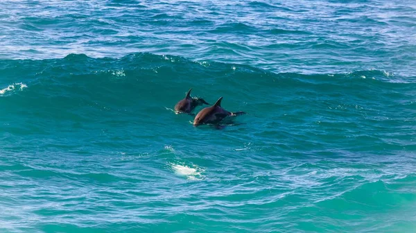 Delfinerna Det Blå Havet — Stockfoto