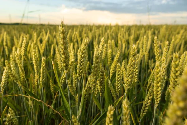 阳光明媚的日子里种植的普通小麦的绿地 — 图库照片