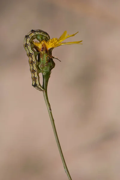 Arkaplanı Bulanık Yeşil Karahindiba Çiçeğinin Üzerindeki Tırtıl Bir Kelebek — Stok fotoğraf