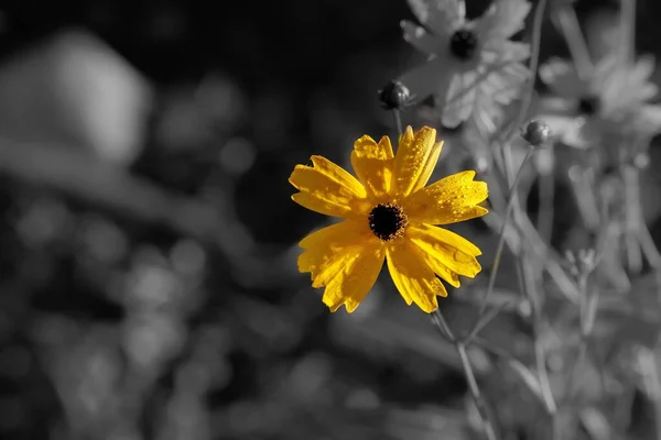 暗色背景的黄花的选择性聚焦镜头 — 图库照片
