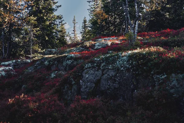 Norveç Svartdalstjerna Orman Rezervi Ndeki Totenaasen Tepesi Nin Etrafındaki Sonbahar — Stok fotoğraf