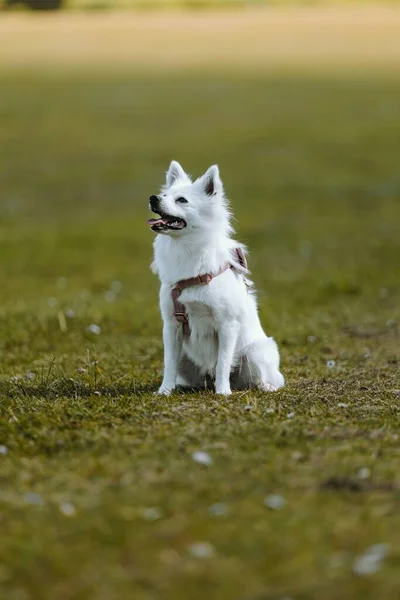Vertikal Bild Vit Amerikansk Eskimåhund Ett Grönt Fält — Stockfoto