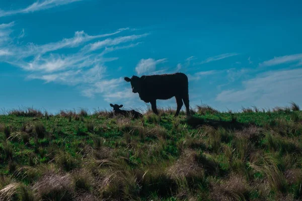 Корова Пасеться Мальовничому Гірському Краєвиді Аргентини — стокове фото