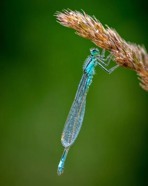 Vertical Macro Dragonfly Attached Vegetative Whisk — Stock Photo, Image