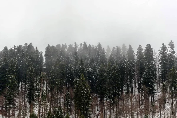 Paisaje Invernal Con Misterioso Bosque Niebla Con Árboles Altos Una —  Fotos de Stock