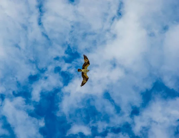 Low Angle View Eagle Cloudy Sky Background — Stock Photo, Image