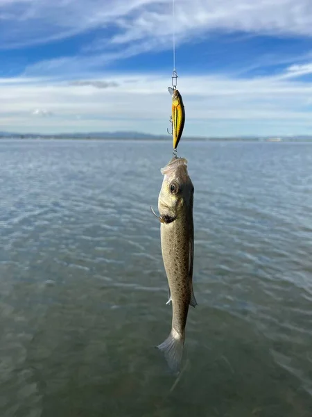 Большая Рыба Ловит Маленькую Висящую Рыбном Крючке — стоковое фото
