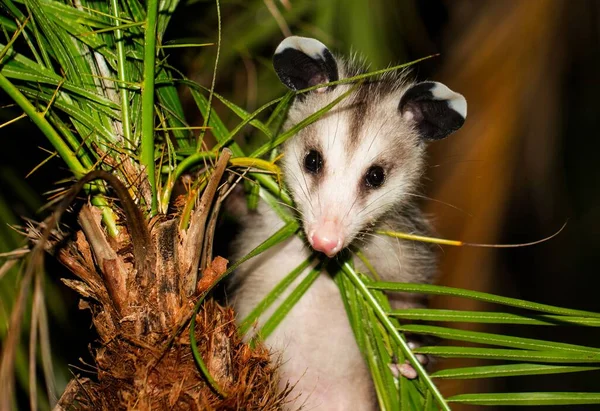 Gros Plan Bébé Opossum Sur Palmier — Photo