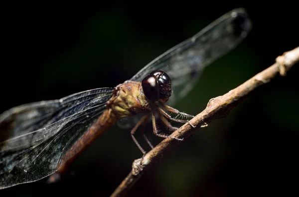 一只蜻蜓在木树枝上拍的宏观照片 — 图库照片