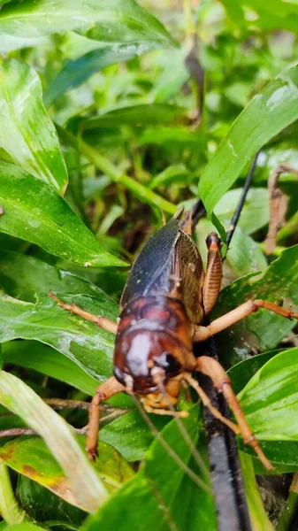 一只蟑螂在绿色植物上的垂直镜头 — 图库照片