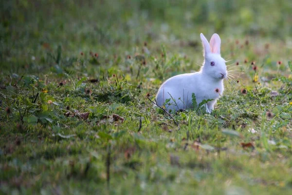 Coniglio Bianco Seduto Sull Erba Sullo Sfondo Sfocato — Foto Stock