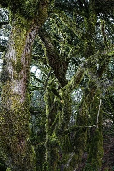 Tiro Vertical Árvores Altas Uma Floresta Uma Atmosfera Escura — Fotografia de Stock