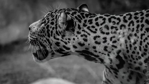 Graustufenaufnahme Eines Brüllenden Leoparden — Stockfoto