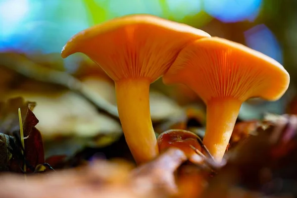 Pequena Laranja Hygrophoropsis Aurantiaca Fungos Cultivados Uma Floresta Fundo Borrado — Fotografia de Stock