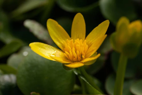 葉がぼやけている繊細な黄色のセランディン フィカリア ヴェルナ のクローズアップショット — ストック写真