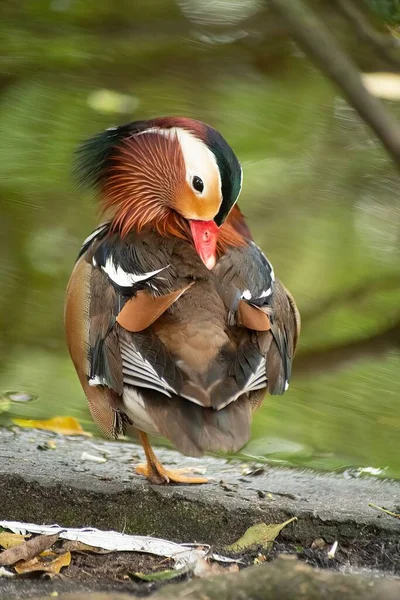 Mandarin Ördeğinin Yakın Çekimi — Stok fotoğraf