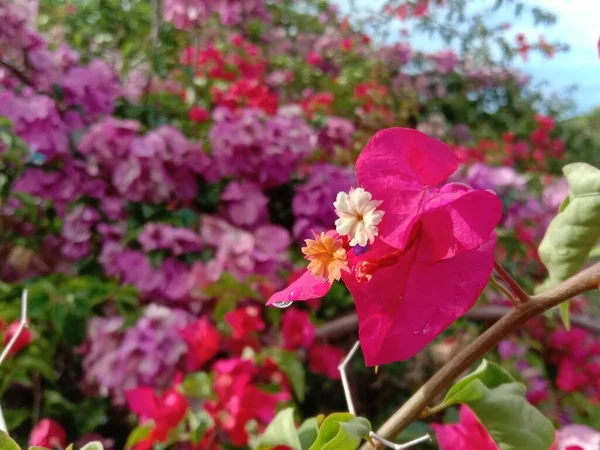 정원에 자주색 분홍색 아름다운 — 스톡 사진