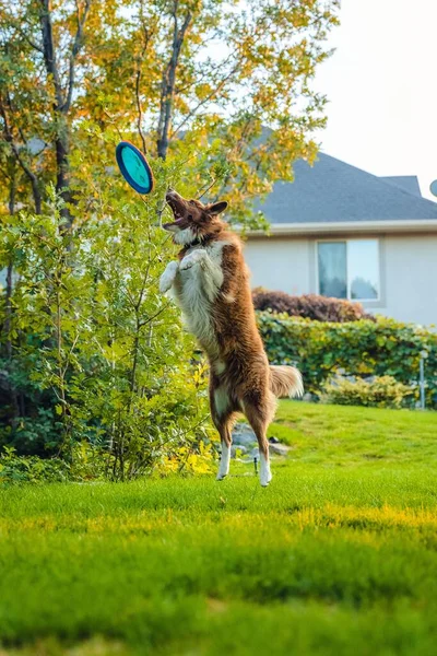 Ein Süßer Australian Shepherd Hund Spielt Einem Hof — Stockfoto