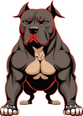 Beyaz arka planda kasları ve pazıları olan güçlü bir pitbull 'un vektör tasarımı