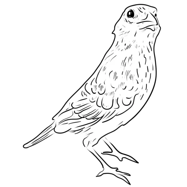 Vektor Ručně Kreslit Zbarvení Ptáka — Stockový vektor