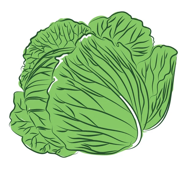 Chou Vert Sur Fond Blanc — Image vectorielle