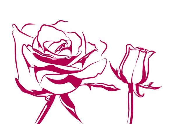 Очертания Малиновых Роз Выделены Белом Фоне — стоковый вектор